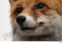  Red fox mouth nose 0003.jpg